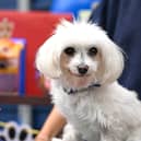 Mars celebrates 90 years in Pet Care with a Tail-Wagging Paw-ty for Batterseas oldest residents
